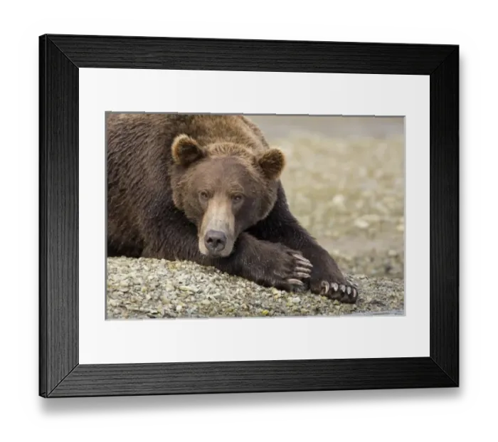 Framed Print : USA, North America, Alaska