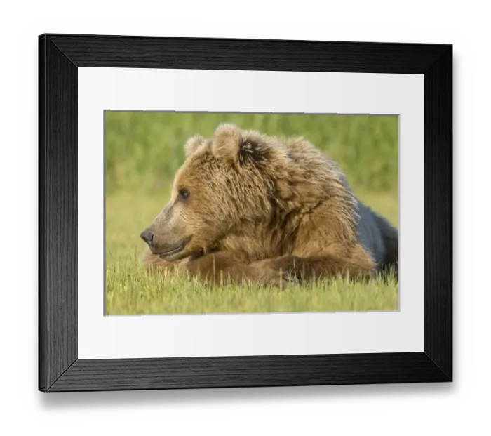Framed Print : USA, North America, Alaska Framed Print : USA, North America, Alaska