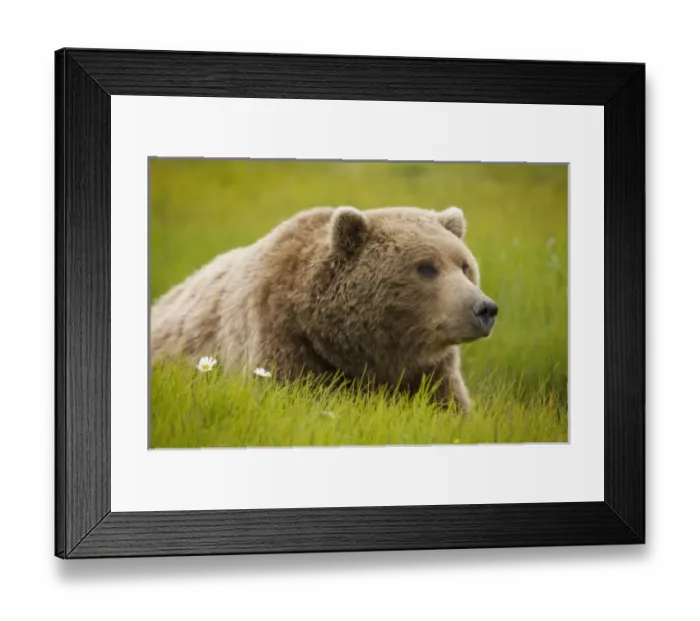 Framed Print : USA, North America, Alaska