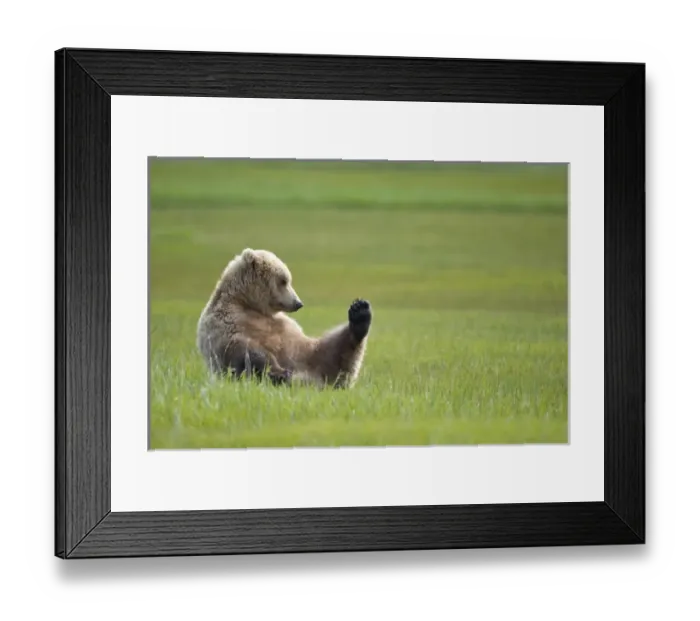 Framed Print : USA, North America, Alaska Framed Print : USA, North America, Alaska