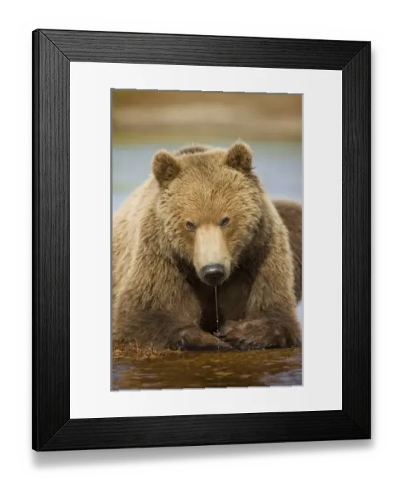 Framed Print : USA, North America, Alaska Framed Print : USA, North America, Alaska