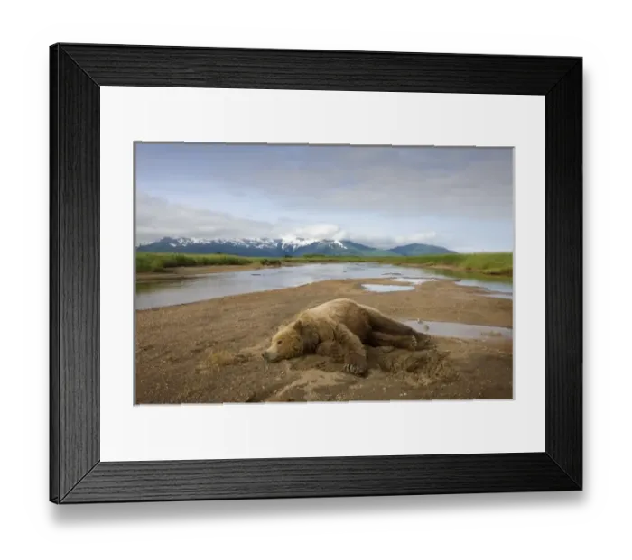 Framed Print : USA, Alaska, Katmai National Park, Brown Bear (Ursus arctos) resting in stream bed Framed Print : USA, Alaska, Katmai National Park, Brown Bear (Ursus arctos) resting in stream bed