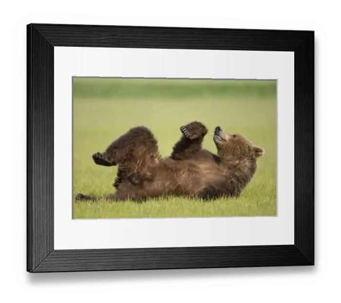 Framed Print : USA, North America, Alaska Framed Print : USA, North America, Alaska