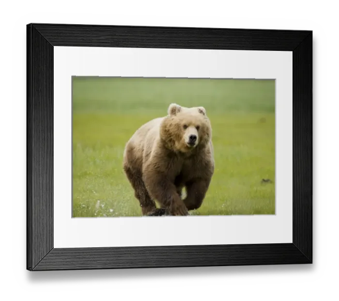 Framed Print : USA, North America, Alaska Framed Print : USA, North America, Alaska