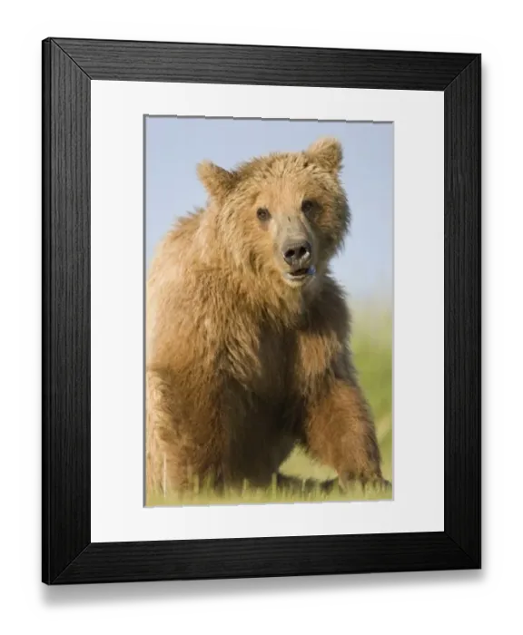 Framed Print : USA, North America, Alaska Framed Print : USA, North America, Alaska