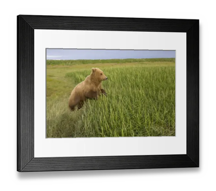 Framed Print : USA, North America, Alaska