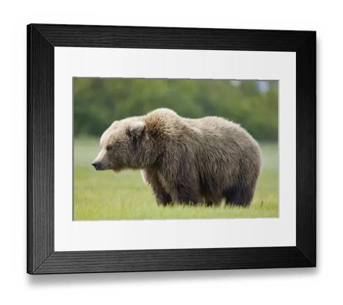 Framed Print : USA, North America, Alaska Framed Print : USA, North America, Alaska