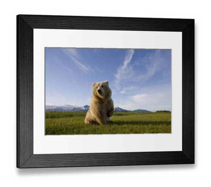 Framed Print : USA, Alaska, Katmai National Park, Brown Bear (Ursus arctos) standing in meadow along Framed Print : USA, Alaska, Katmai National Park, Brown Bear (Ursus arctos) standing in meadow along