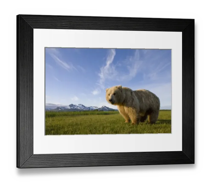 Framed Print : USA, Alaska, Katmai National Park, Brown Bear (Ursus arctos) standing in meadow along Framed Print : USA, Alaska, Katmai National Park, Brown Bear (Ursus arctos) standing in meadow along