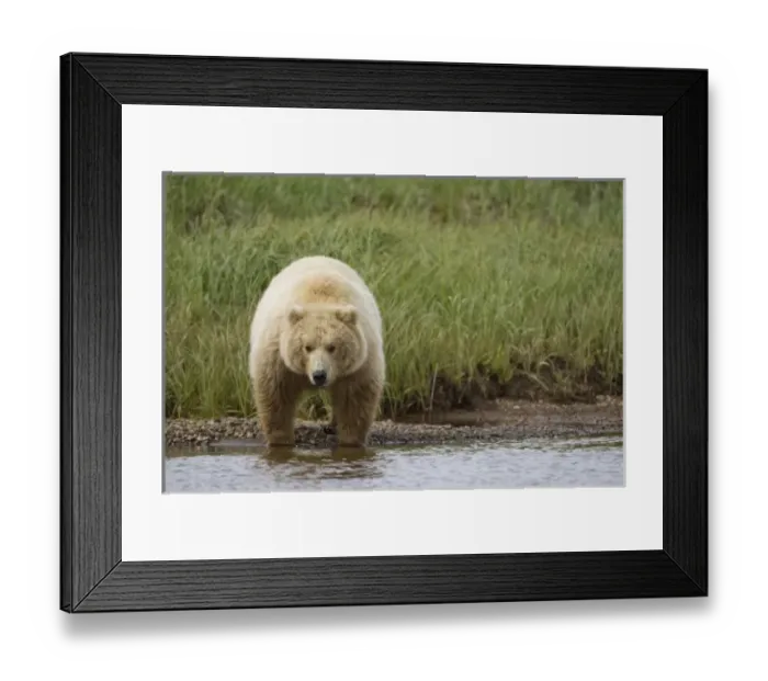 Framed Print : USA, North America, Alaska