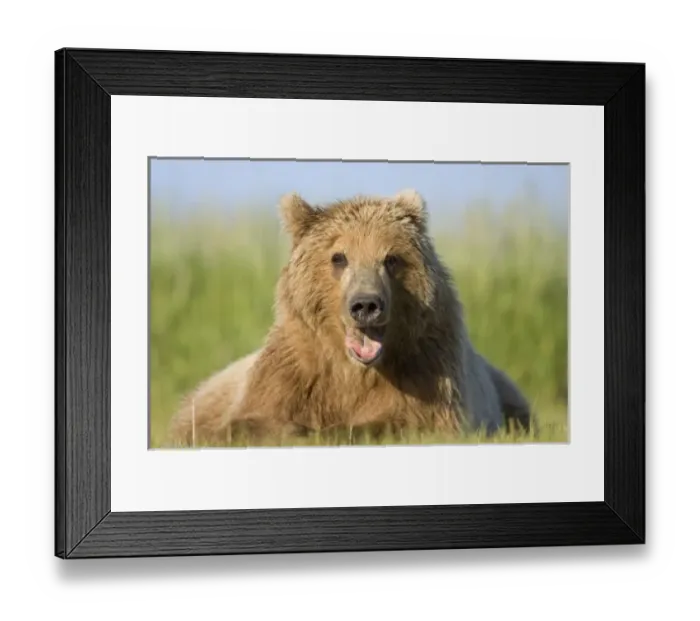 Framed Print : USA, North America, Alaska Framed Print : USA, North America, Alaska