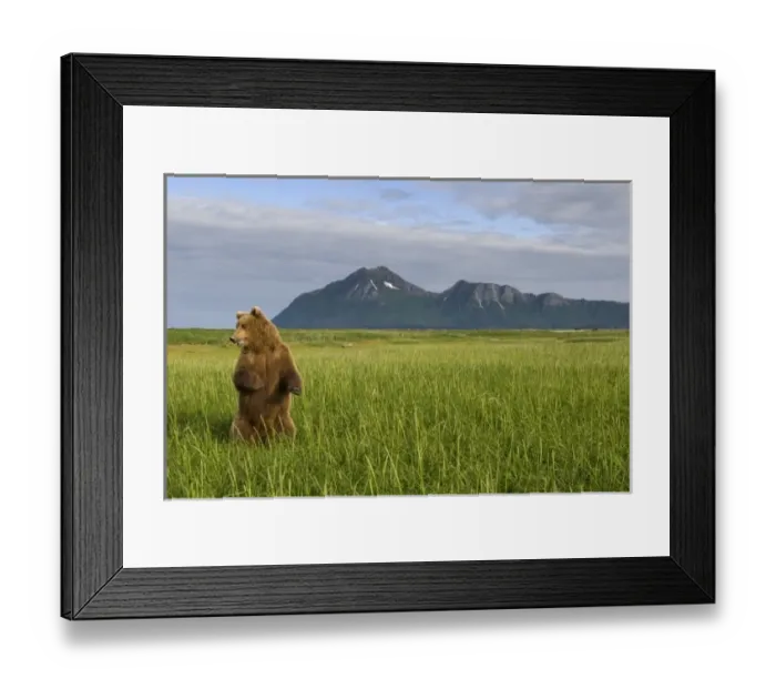 Framed Print : USA, North America, Alaska Framed Print : USA, North America, Alaska