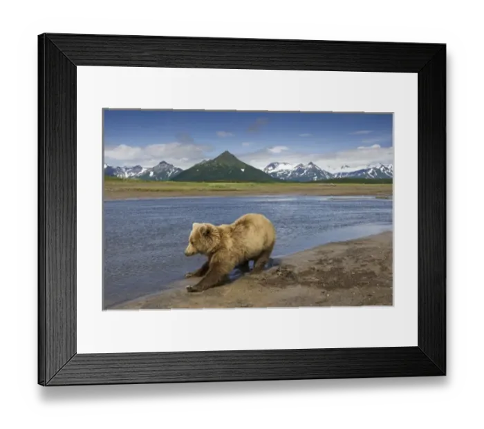 Framed Print : USA, Alaska, Katmai National Park, Brown Bear (Ursus arctos) stretches after waking Framed Print : USA, Alaska, Katmai National Park, Brown Bear (Ursus arctos) stretches after waking