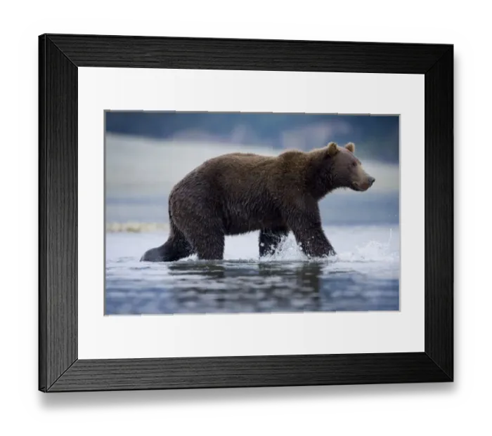 Framed Print : USA, Alaska, Katmai National Park, Brown Bear (Ursus arctos) wading in stream along Framed Print : USA, Alaska, Katmai National Park, Brown Bear (Ursus arctos) wading in stream along