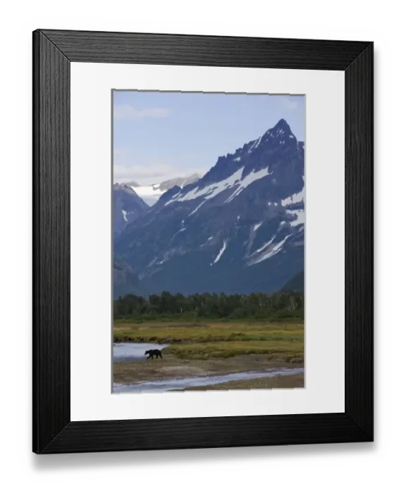 Framed Print : USA, Alaska, Katmai National Park, Brown Bear (Ursus arctos) walking along river Framed Print : USA, Alaska, Katmai National Park, Brown Bear (Ursus arctos) walking along river