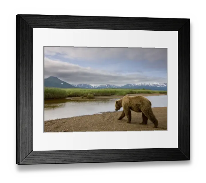 Framed Print : USA, Alaska, Katmai National Park, Brown Bear (Ursus arctos) walking along stream