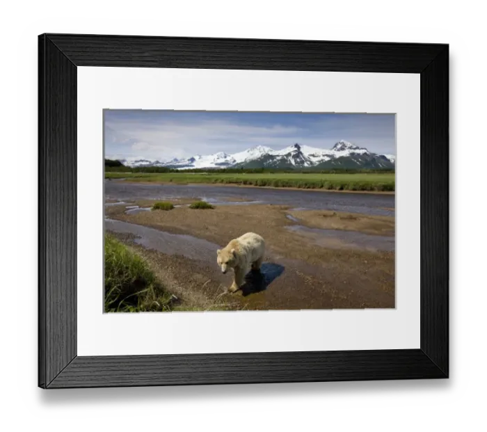 Framed Print : USA, Alaska, Katmai National Park, Brown Bear (Ursus arctos) walking in river bed Framed Print : USA, Alaska, Katmai National Park, Brown Bear (Ursus arctos) walking in river bed