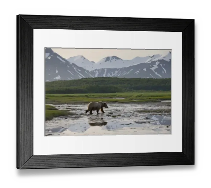 Framed Print : USA, Alaska, Katmai National Park, Brown Bear (Ursus arctos) walking through shallow Framed Print : USA, Alaska, Katmai National Park, Brown Bear (Ursus arctos) walking through shallow