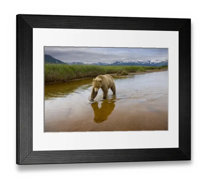Framed Print : USA, Alaska, Katmai National Park, Brown Bear (Ursus arctos) walking through shallow