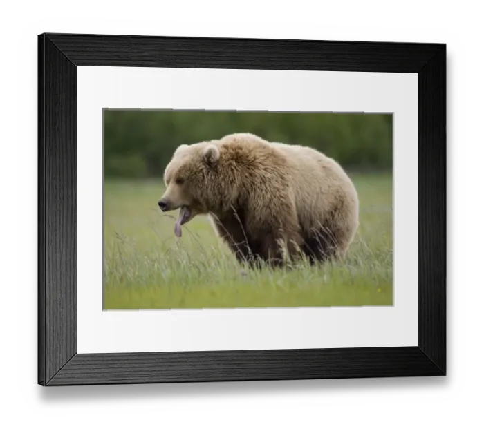 Framed Print : USA, North America, Alaska Framed Print : USA, North America, Alaska