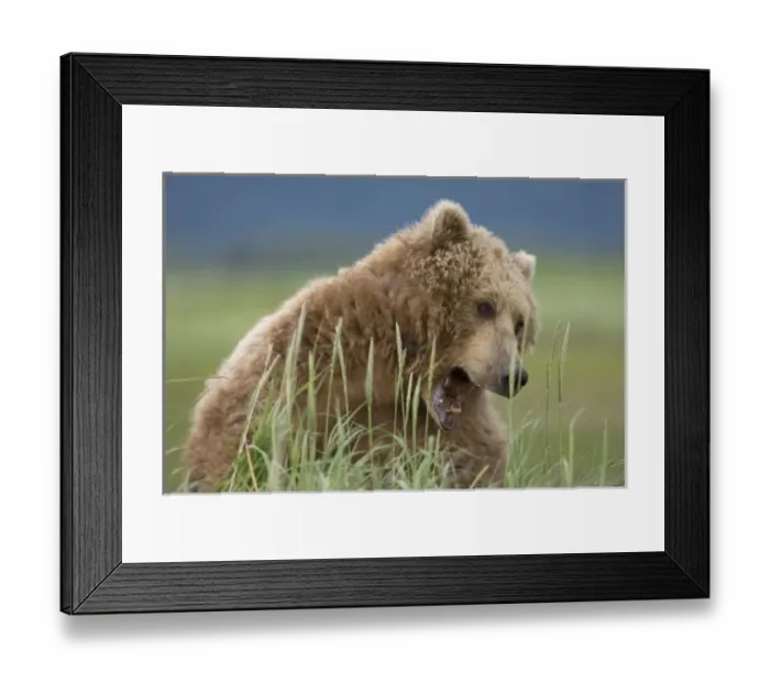Framed Print : USA, Alaska, Katmai National Park, Brown Bear (Ursus arctos) yawns while feeding
