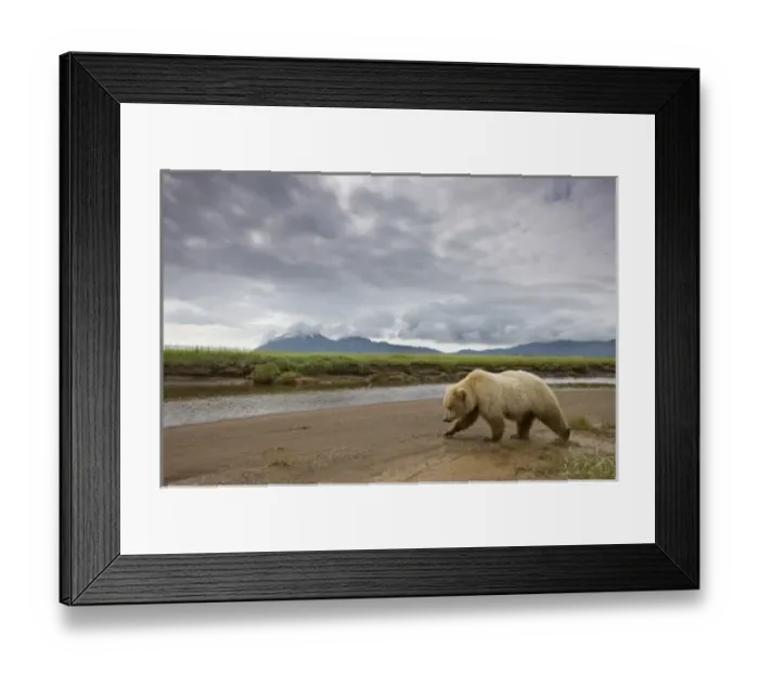 Framed Print : USA, Alaska, Katmai National Park, Brown Bear (Ursus arctos) walking toward stream