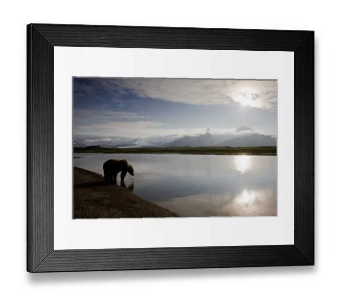 Framed Print : USA, Alaska, Katmai National Park, Brown Bears (Ursus arctos) drinking from river
