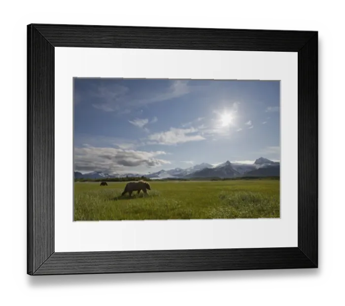 Framed Print : USA, Alaska, Katmai National Park, Brown Bears (Ursus arctos) feeding in meadow along