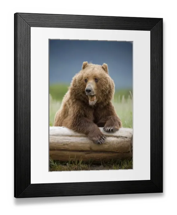 Framed Print : USA, Alaska, Katmai National Park, Brown Bear (Ursus arctos) yawns while resting