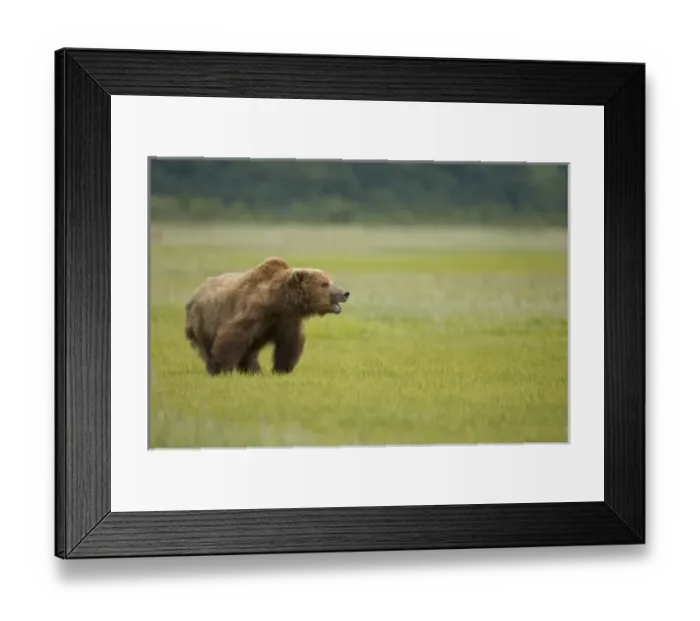 Framed Print : USA, North America, Alaska Framed Print : USA, North America, Alaska