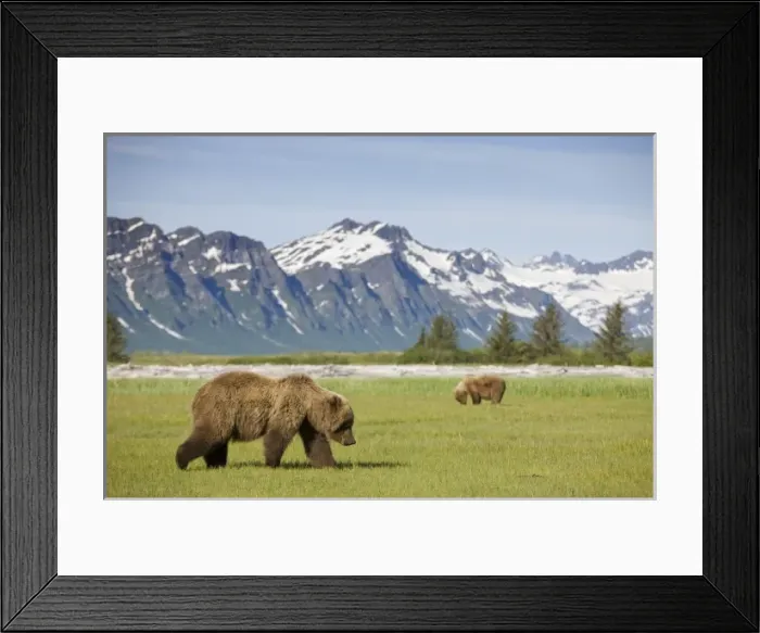 Framed Print : USA, Alaska, Katmai National Park, Brown Bears (Ursus arctos) feeding on sedge grass Framed Print : USA, Alaska, Katmai National Park, Brown Bears (Ursus arctos) feeding on sedge grass