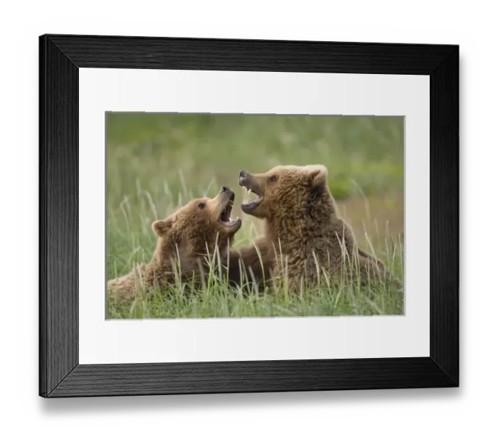 Framed Print : USA, North America, Alaska Framed Print : USA, North America, Alaska