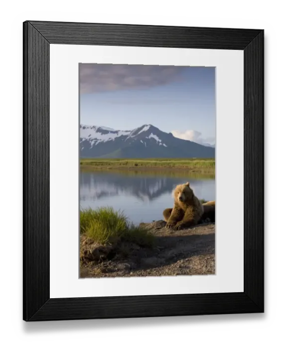Framed Print : USA, Alaska, Katmai National Park, Brown Bears (Ursus arctos) resting along river Framed Print : USA, Alaska, Katmai National Park, Brown Bears (Ursus arctos) resting along river