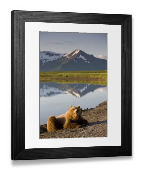 Framed Print : USA, Alaska, Katmai National Park, Brown Bears (Ursus arctos) resting along river Framed Print : USA, Alaska, Katmai National Park, Brown Bears (Ursus arctos) resting along river