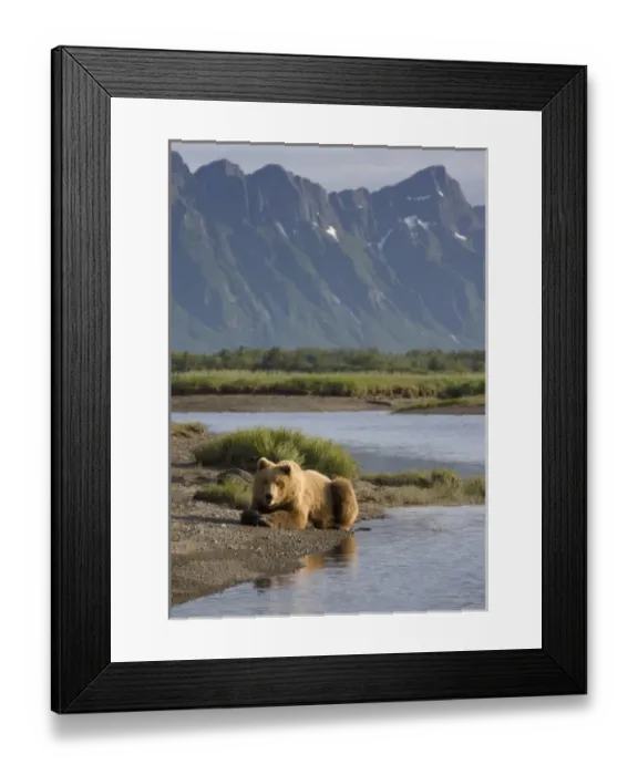 Framed Print : USA, Alaska, Katmai National Park, Brown Bears (Ursus arctos) resting by stream along