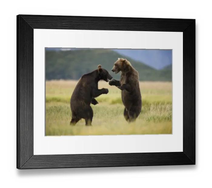 Framed Print : USA, Alaska, Katmai National Park, Brown Bears (Ursus arctos) sparring along Kukak Framed Print : USA, Alaska, Katmai National Park, Brown Bears (Ursus arctos) sparring along Kukak
