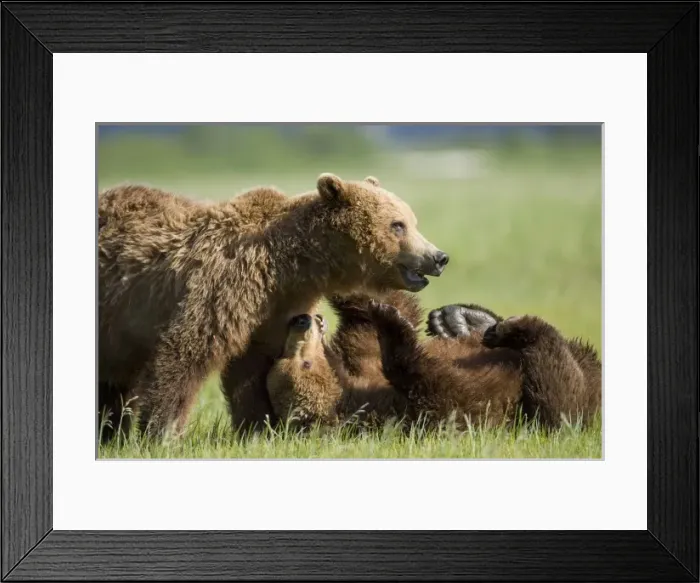 Framed Print : USA, North America, Alaska Framed Print : USA, North America, Alaska