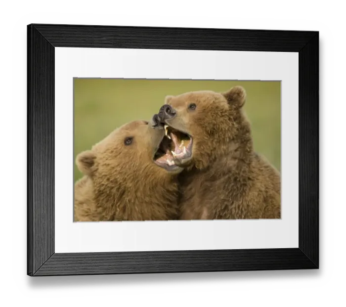 Framed Print : USA, North America, Alaska