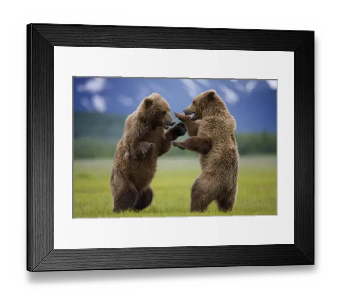 Framed Print : USA, Alaska, Katmai National Park, Brown Bears (Ursus arctos) sparring in meadow