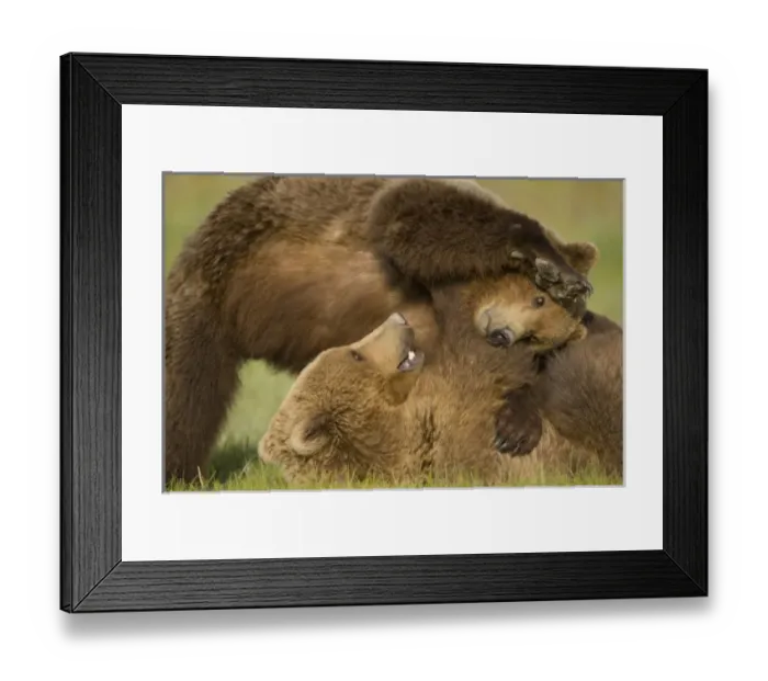 Framed Print : USA, Alaska, Katmai National Park, Brown Bears (Ursus arctos) sparring in meadow