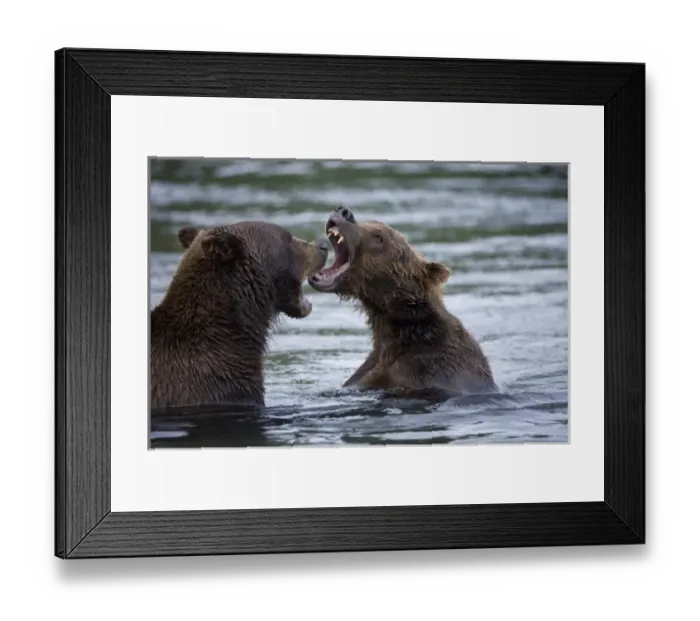 Framed Print : USA, Alaska, Katmai National Park, Brown Bears (Ursus arctos) sparring in shallow Framed Print : USA, Alaska, Katmai National Park, Brown Bears (Ursus arctos) sparring in shallow