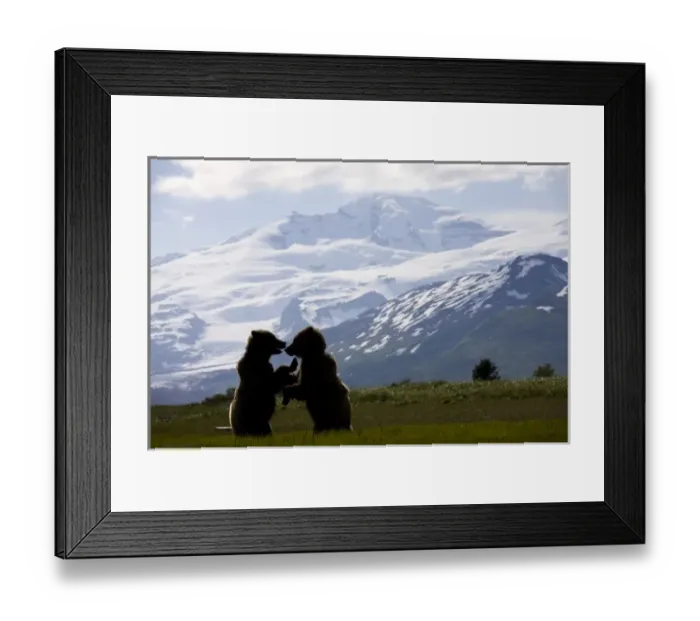 Framed Print : USA, Alaska, Katmai National Park, Brown Bears (Ursus arctos) sparring under glacier-covered Framed Print : USA, Alaska, Katmai National Park, Brown Bears (Ursus arctos) sparring under glacier-covered