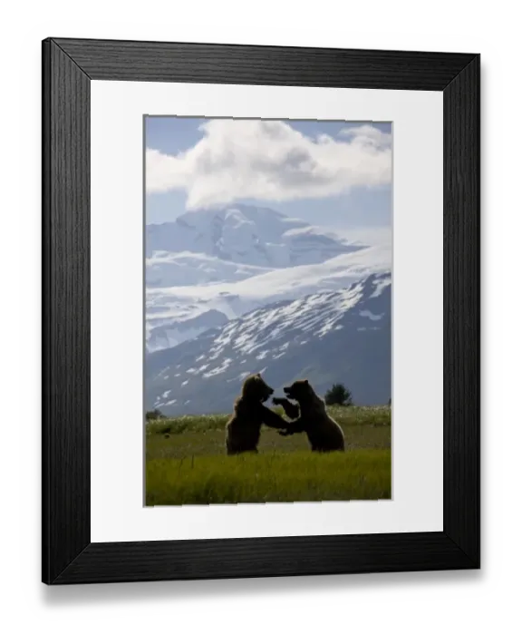 Framed Print : USA, Alaska, Katmai National Park, Brown bears (Ursus arctos) sparring under glacier-covered Framed Print : USA, Alaska, Katmai National Park, Brown bears (Ursus arctos) sparring under glacier-covered