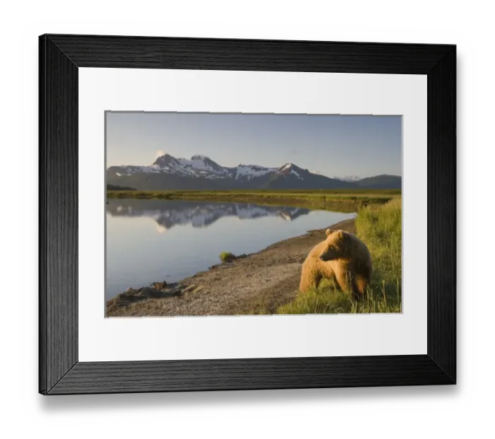 Framed Print : USA, Alaska, Katmai National Park, Brown Bears (Ursus arctos) standing along river Framed Print : USA, Alaska, Katmai National Park, Brown Bears (Ursus arctos) standing along river
