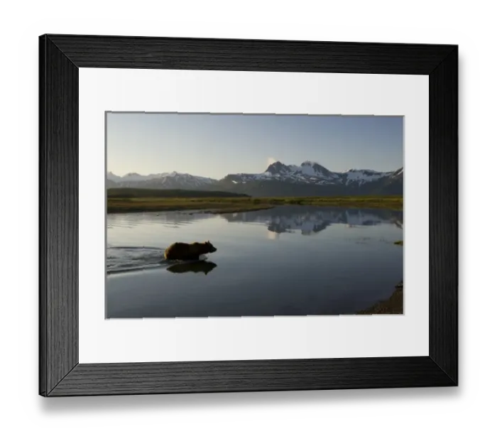 Framed Print : USA, Alaska, Katmai National Park, Brown Bears (Ursus arctos) wading through river Framed Print : USA, Alaska, Katmai National Park, Brown Bears (Ursus arctos) wading through river