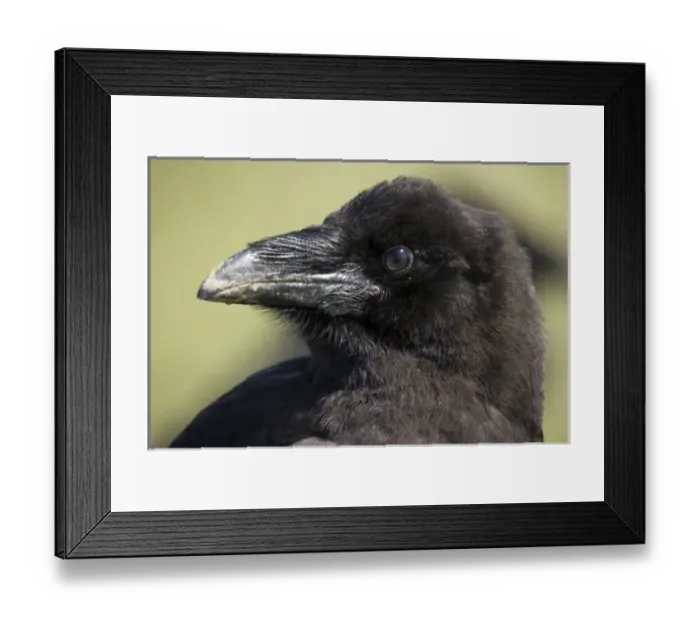 Framed Print : USA, Alaska, Katmai National Park, Common Raven (Corvus corax) at rest in meadow Framed Print : USA, Alaska, Katmai National Park, Common Raven (Corvus corax) at rest in meadow