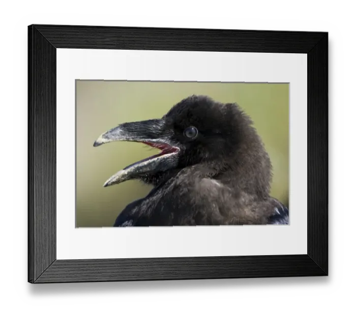 Framed Print : USA, Alaska, Katmai National Park, Common Raven (Corvus corax) calling while at rest Framed Print : USA, Alaska, Katmai National Park, Common Raven (Corvus corax) calling while at rest