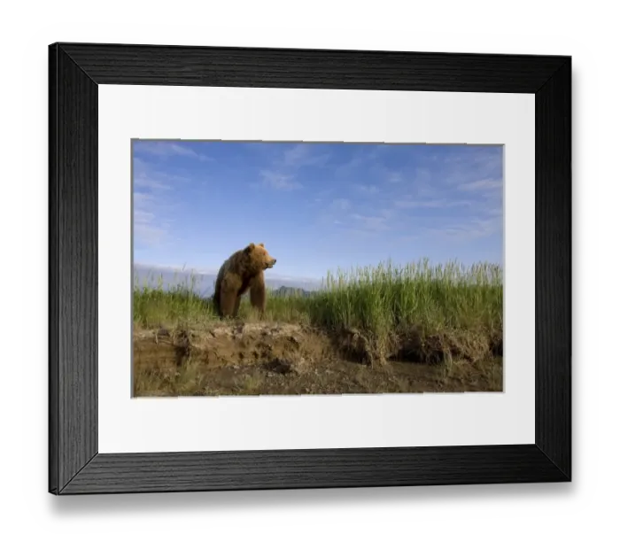 Framed Print : USA, Alaska, Katmai National Park, Brown Bears (Ursus arctos) walking along Hallo