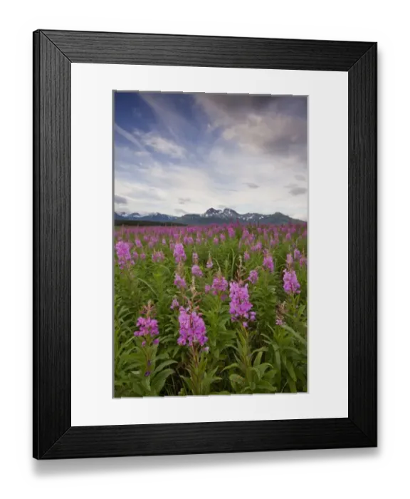Framed Print : USA, Alaska, Katmai National Park, Fireweed (Epilobium angusCR2olium) in meadow along Framed Print : USA, Alaska, Katmai National Park, Fireweed (Epilobium angusCR2olium) in meadow along