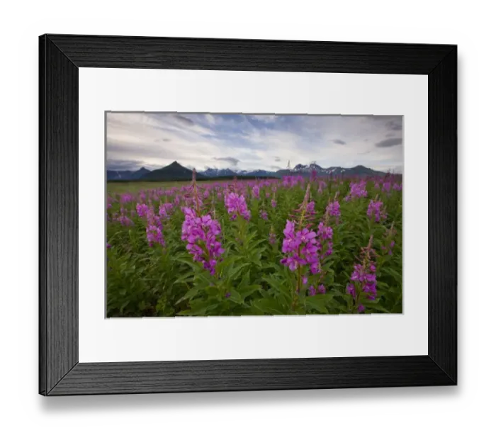 Framed Print : USA, Alaska, Katmai National Park, Fireweed (Epilobium angusCR2olium) in meadow along Framed Print : USA, Alaska, Katmai National Park, Fireweed (Epilobium angusCR2olium) in meadow along